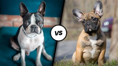 boston terrier vs french bulldog